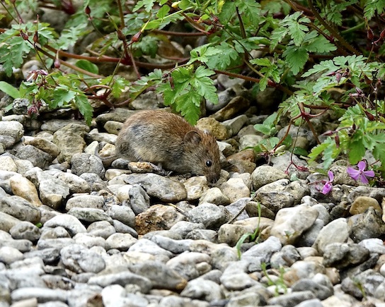 vole